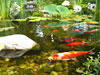 Water Gardens
